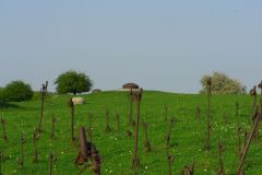 52_haut_poirier